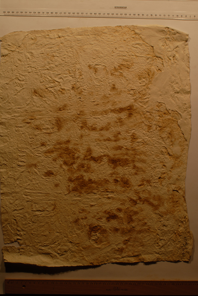 squeeze: Site: Giza; view: G 8154